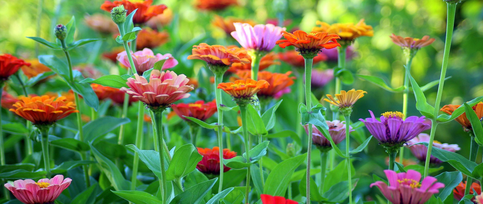 Live in harmony, united together, all of one heart and one will…<br/><sub>St Angela Merici, Last Counsel: 1</sub>